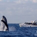 Whale Watching Boat Trip in Sydney - Detailed Itinerary and Highlights