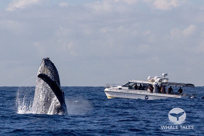 Whale Watching Boat Trip in Sydney - Detailed Itinerary and Highlights