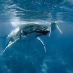 Whale Watching Bora Bora - The Authenticity and Value