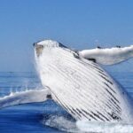 Whale Watching Busselton - FAQs