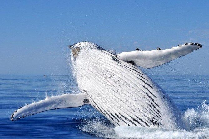 Whale Watching Busselton - FAQs