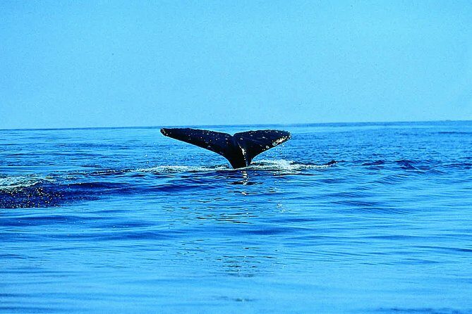 Whale Watching by Sea Kayak in Batemans Bay - The Logistics: What You Need to Know