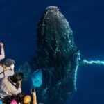 Whale Watching by Sea World Cruises - Practical Tips for Your Trip