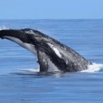 Whale Watching Cruise from Busselton, Augusta or Dunsborough - Who Will Love This Whale Watching Tour?