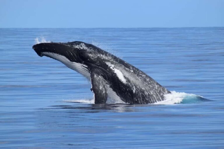 Whale Watching Cruise from Busselton, Augusta or Dunsborough - Who Will Love This Whale Watching Tour?
