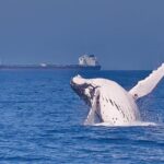 Whale Watching Cruise from Mooloolaba - What to Expect: A Close Look at Marine Life