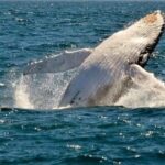 Whale Watching Cruise in New South Wales - Frequently Asked Questions (FAQ)