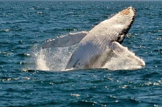 Whale Watching Cruise in New South Wales - Frequently Asked Questions (FAQ)