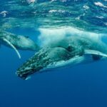 Whale watching DE Tahiti Peninsula - Who Will Love This Tour?