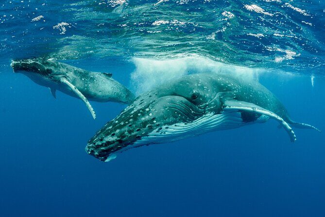 Whale watching DE Tahiti Peninsula - Who Will Love This Tour?