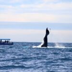Whale Watching Discovery Tour from Lake Macquarie - Final Thoughts
