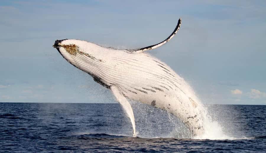 Whale Watching Discovery Tour from Lake Macquarie - What’s Included and What’s Not