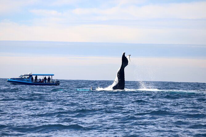 Whale Watching Discovery Tour from Lake Macquarie - Final Thoughts