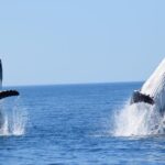 Whale Watching Dunsborough - Final Thoughts: Who Should Book?