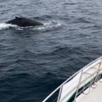 Whale Watching from Augusta in Western Australia - Who Should Consider This Tour?