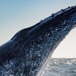 Whale Watching Gold Coast - Why This Tour Works Well for Travelers