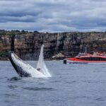 Whale Watching & Hop On Hop Off Sydney Harbour Explorer Cruise - Final Thoughts