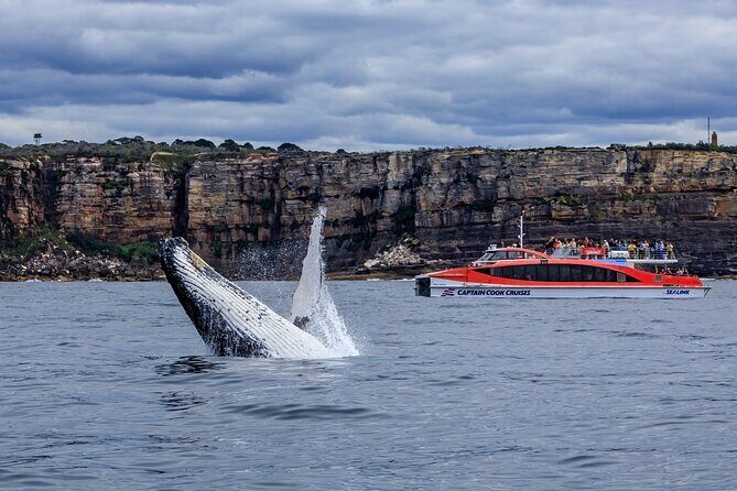 Whale Watching & Hop On Hop Off Sydney Harbour Explorer Cruise - Final Thoughts