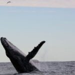Whale Watching in Coffs Harbour - Why Choose This Whale Watching Tour?