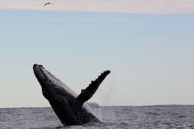 Whale Watching in Coffs Harbour - Why Choose This Whale Watching Tour?