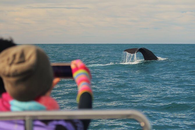 Whale Watching in Kaikoura by Boat - The Crew and Environment