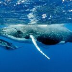 Whale watching in Moorea - Detailed Breakdown of the Itinerary