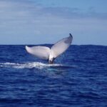 Whale watching in the calm of the peninsula with Ttahi tours - Is It Worth the Price?