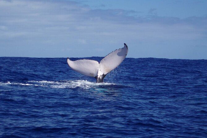 Whale watching in the calm of the peninsula with Ttahi tours - Is It Worth the Price?