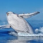 Whale Watching Moorea (non-swimming) - Who Will Love This Tour?