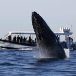 Whale Watching on Speed Boat with canopy from Sydney Harbour - The Thrill of Speed and Sightings