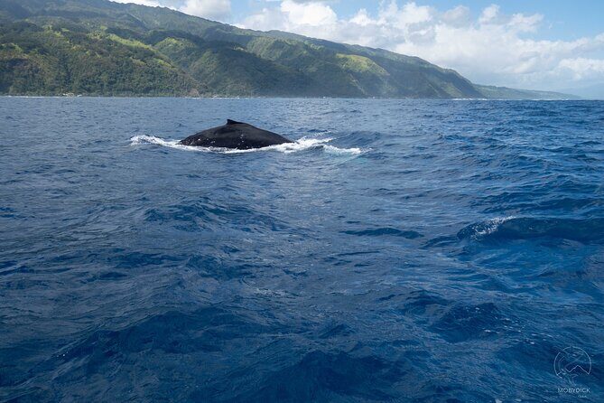 Whale watching on the preserved and quiet coast of Paea (Pk26) - The Bottom Line: Is This Tour Worth It?