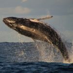 Whale Watching Safari Byron Bay - Who Should Consider This Tour?