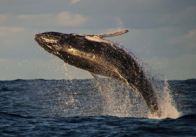 Whale Watching Safari Byron Bay - Who Should Consider This Tour?