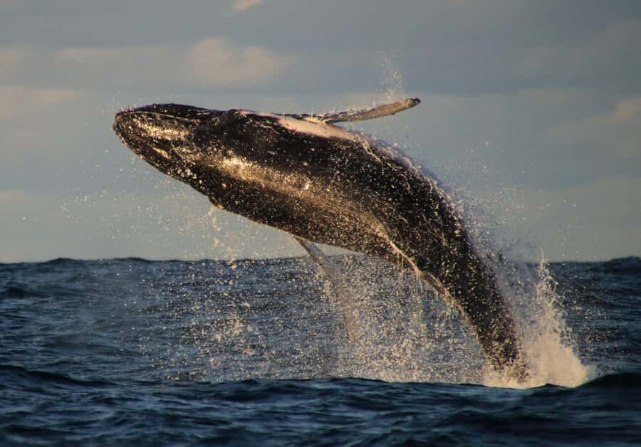 Whale Watching Safari Byron Bay - Who Should Consider This Tour?