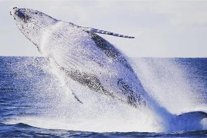 Whale Watching Sailing Experience in Sydney - What To Expect During the Tour