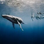 Whale Watching Shared Half Day - What Travelers Can Expect on the Day