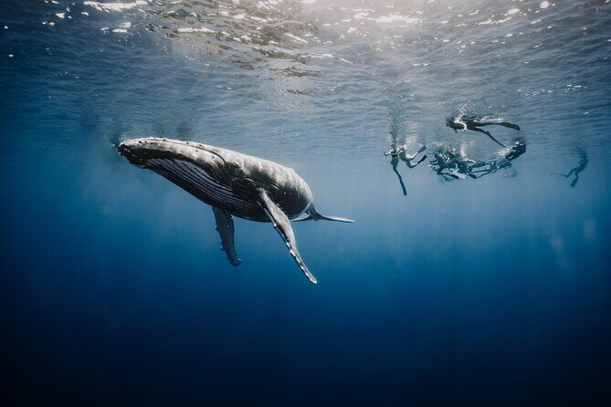 Whale Watching Shared Half Day - What Travelers Can Expect on the Day