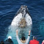 Whale Watching Tour with Spirit of Gold Coast - The Experience of Spotting Whales