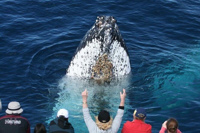 Whale Watching Tour with Spirit of Gold Coast - The Experience of Spotting Whales
