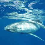 Whale Watching Tours in Bora Bora - Key Points