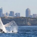 Whales of Sydney Sea Safari - Detailed Breakdown of the Itinerary