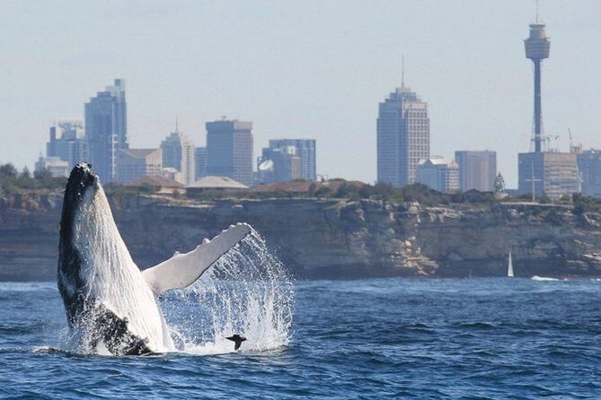 Whales of Sydney Sea Safari - Detailed Breakdown of the Itinerary