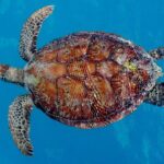 Whisper Cruises - One-Hour Turtle Spotting Bay Cruise - A Detailed Breakdown of the Itinerary