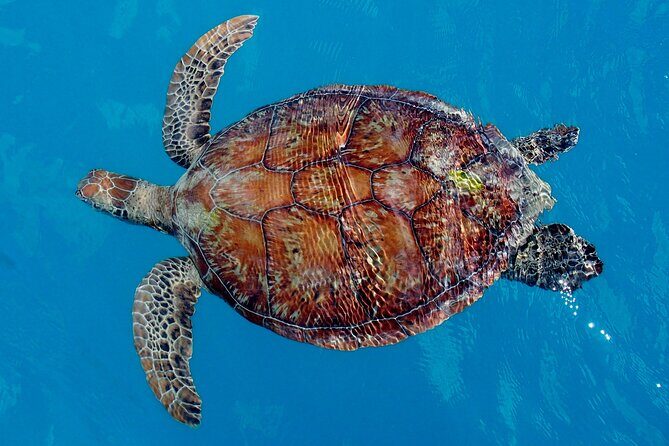 Whisper Cruises - One-Hour Turtle Spotting Bay Cruise - A Detailed Breakdown of the Itinerary