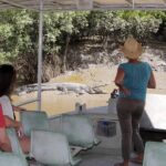 Whitsunday Crocodile Safari - The Real Value of the Tour