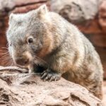 WILD LIFE Sydney Zoo - Encountering the Koalas and Kangaroos