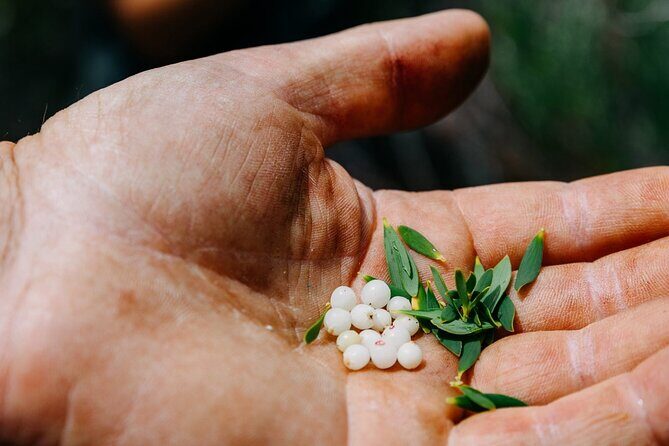 Wild Yarnbala - The Sum Up