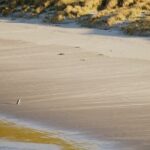 Wildlife and Penguin Tour - Final Thoughts: Is It Worth It?