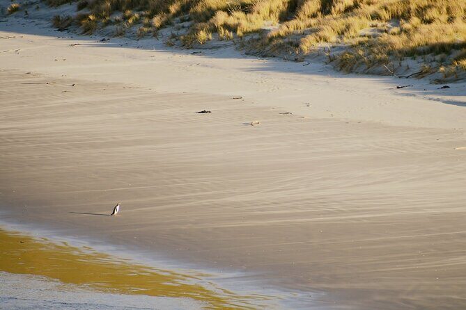 Wildlife and Penguin Tour - Final Thoughts: Is It Worth It?