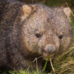 Wildlife Night Spotting at Cradle Mountain - The Value of the Experience